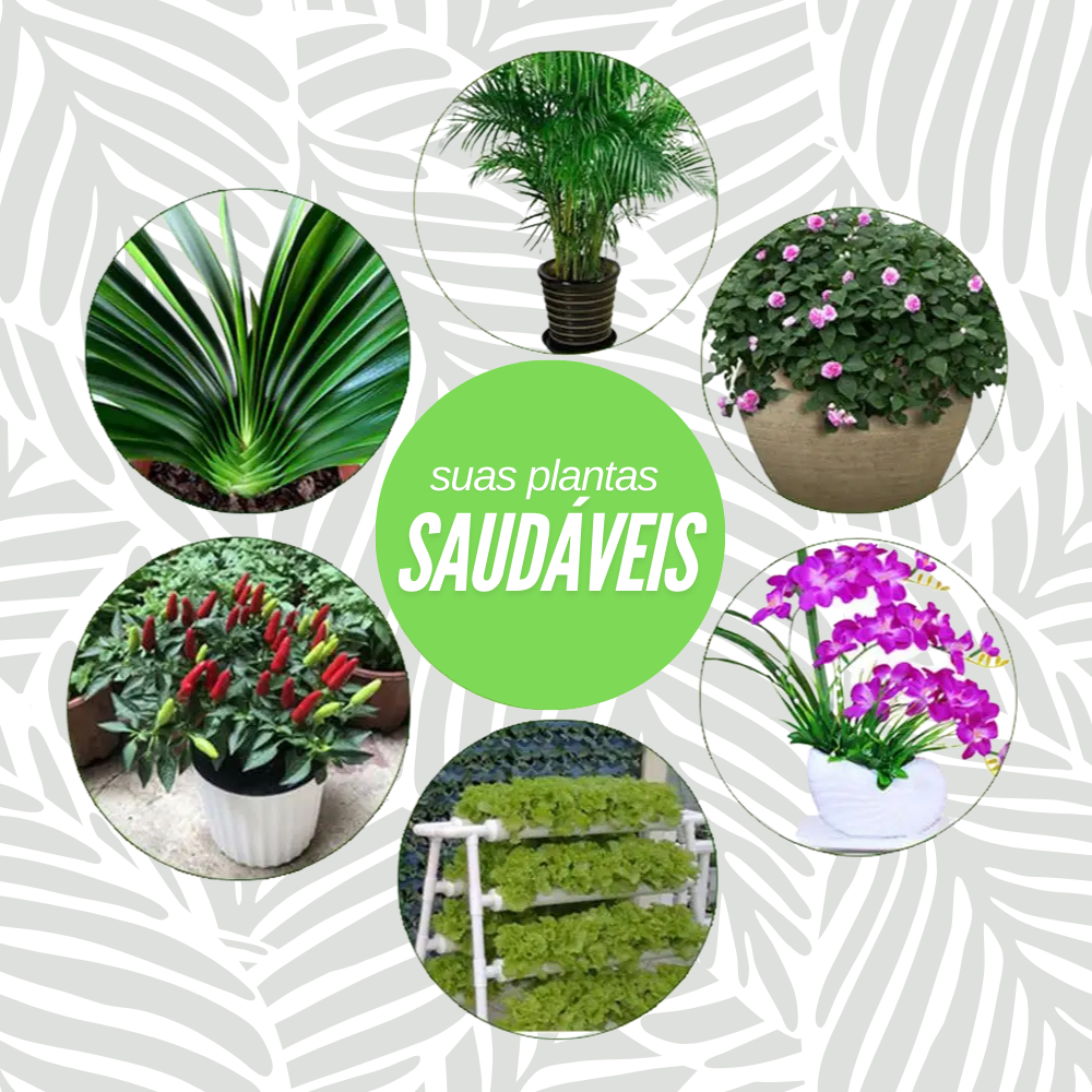 Bastonetes Cresça-Mais - Kit com 30 Bastões