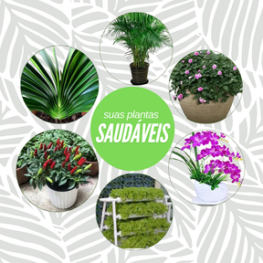 Bastonetes Cresça-Mais - Kit com 30 Bastões